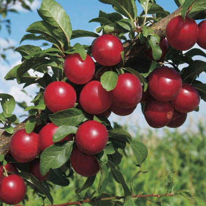Hanska Plumcot-Hybrid cross between Plum an Apricot