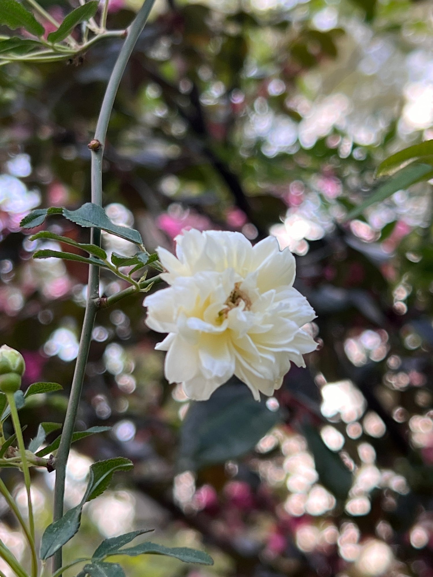 White Lady Banks Rose
