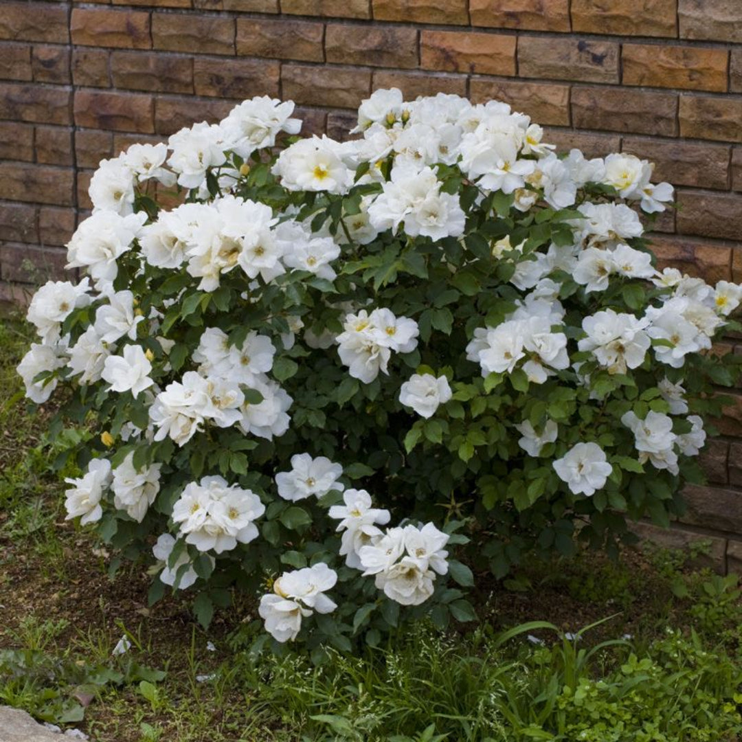 White Knockout Rose
