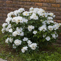 White Knockout Rose