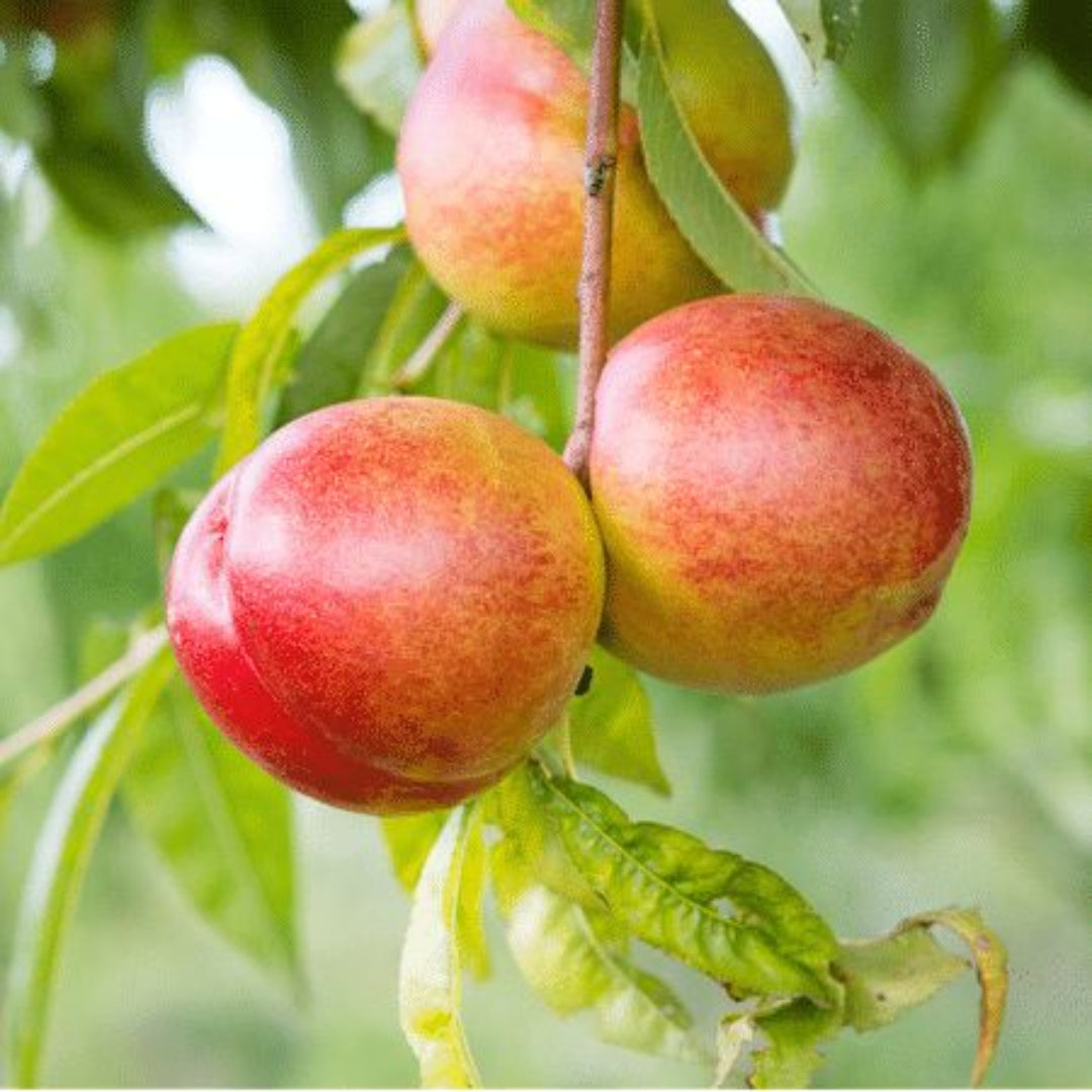 Summer Beauty Nectarine