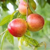 Summer Beauty Nectarine