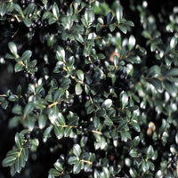 Green Luster Holly