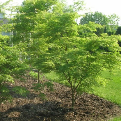 Emerald Lace Japanese Maple