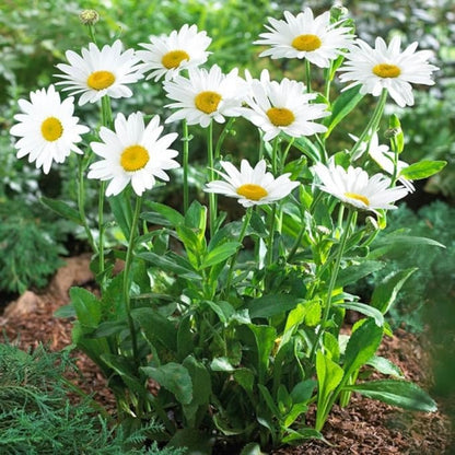 Snow Cap Shasta Daisy