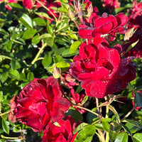 Mature Brick House Rose bush blooming in summer