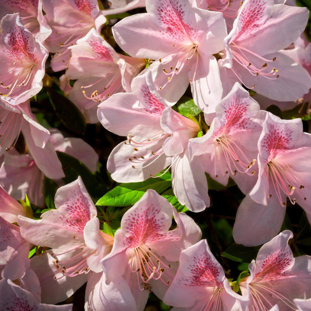Autumn Chiffon Encore Azalea