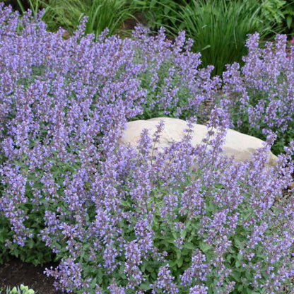 Nepeta Faassenii &