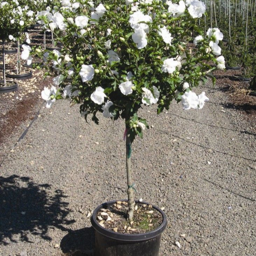 Double white Rose of Sharon bush ideal for hedges