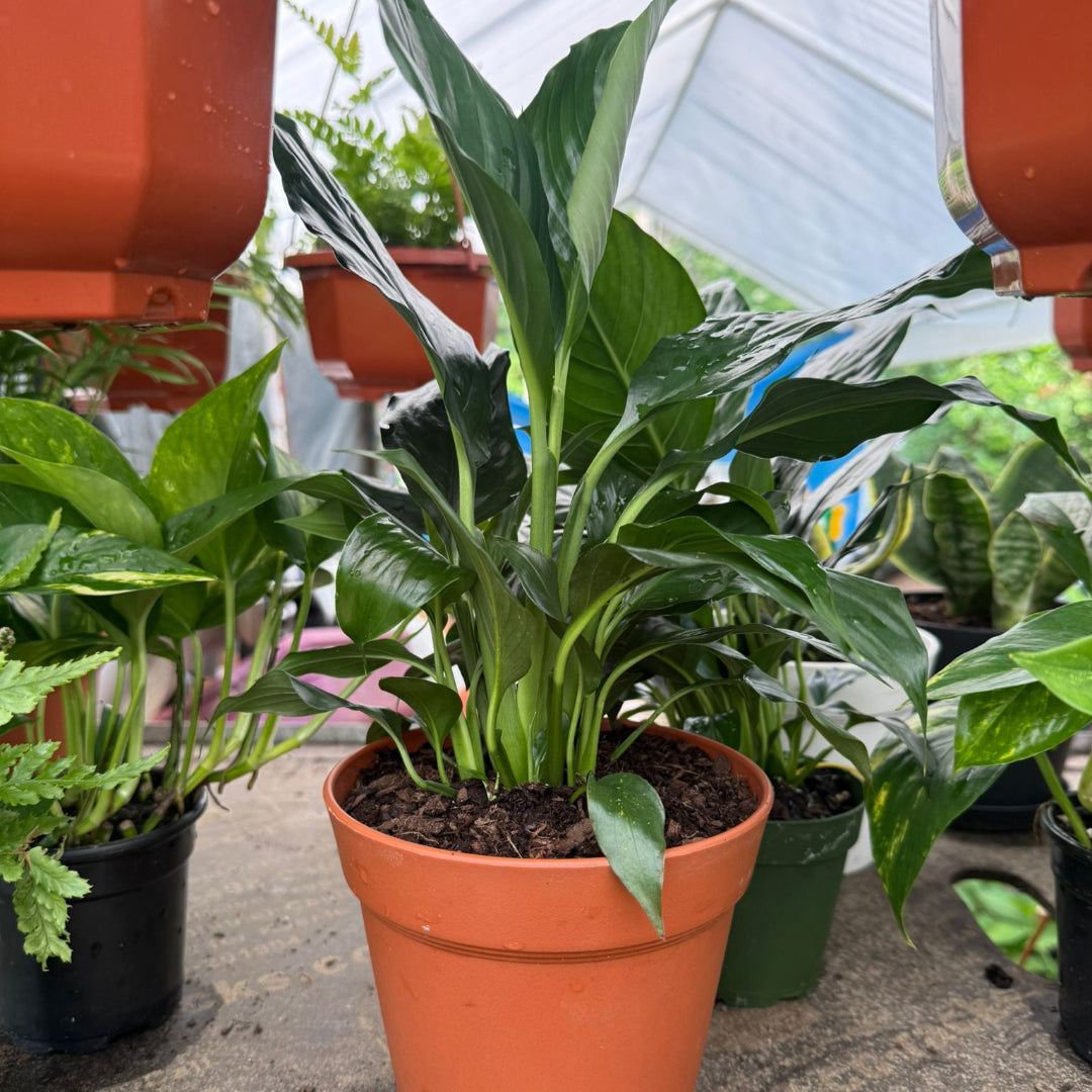 Peace Lily Plant - Live Indoor Plant in Plastic Pot