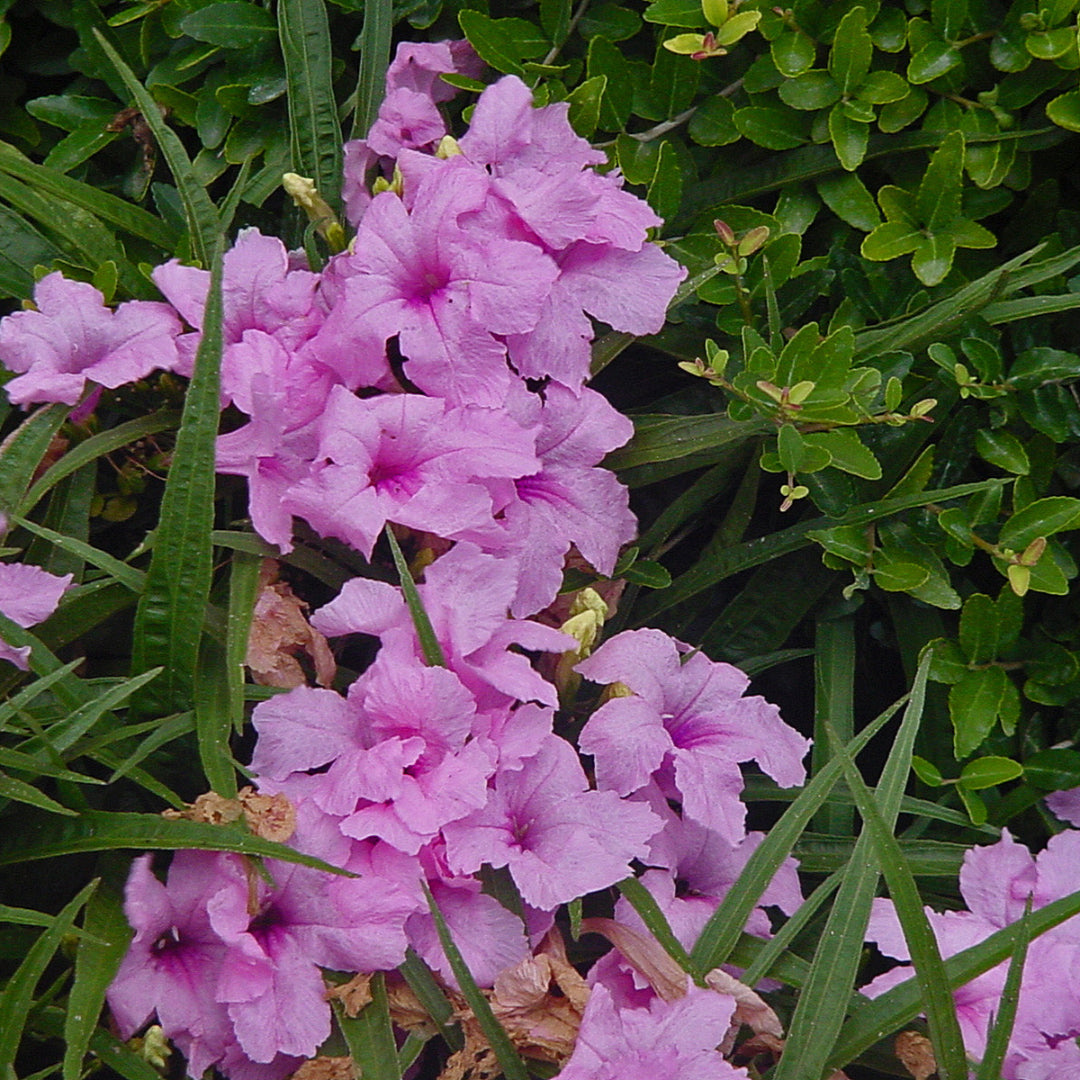 Ruellia brittoniana &