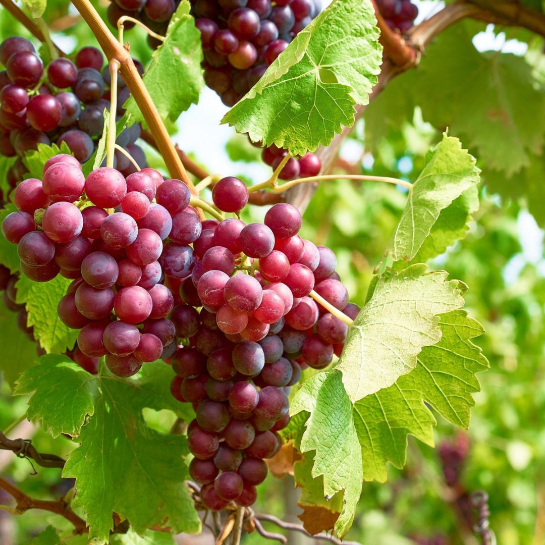 Somerset Seedless Grape Vine