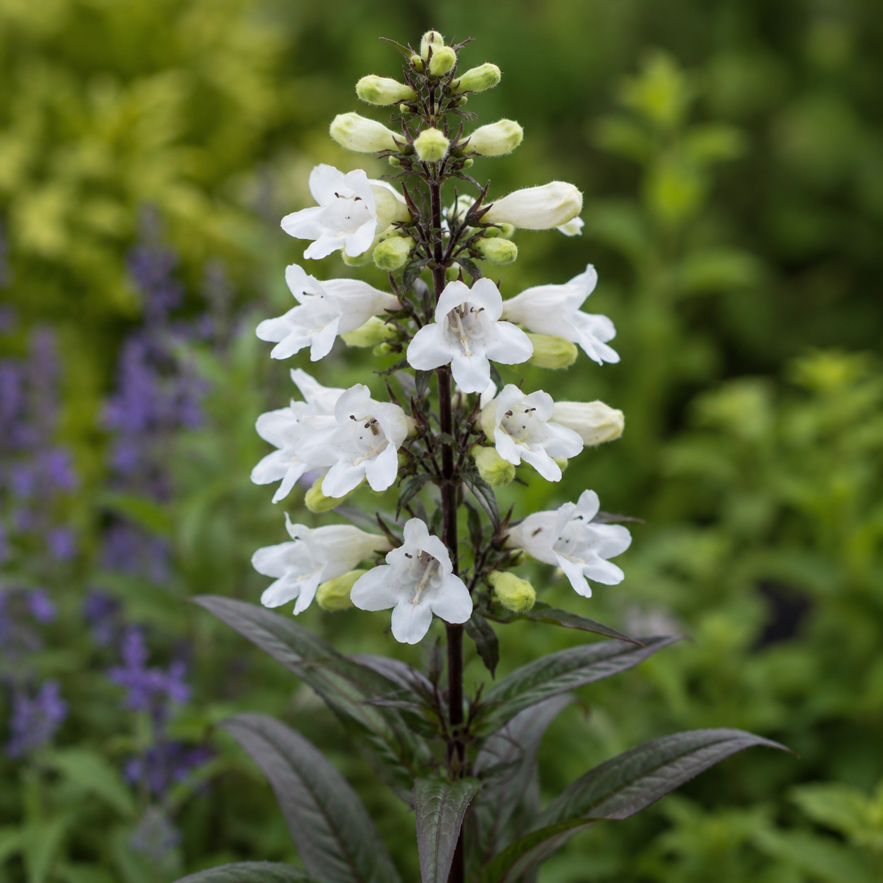 Penstemon digitalis ‘Huskers Red’ (Beard Tongue) - [EG]