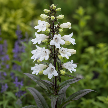 Penstemon digitalis ‘Huskers Red’ (Beard Tongue) - [EG]