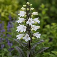 Penstemon digitalis ‘Huskers Red’ (Beard Tongue) - [EG]