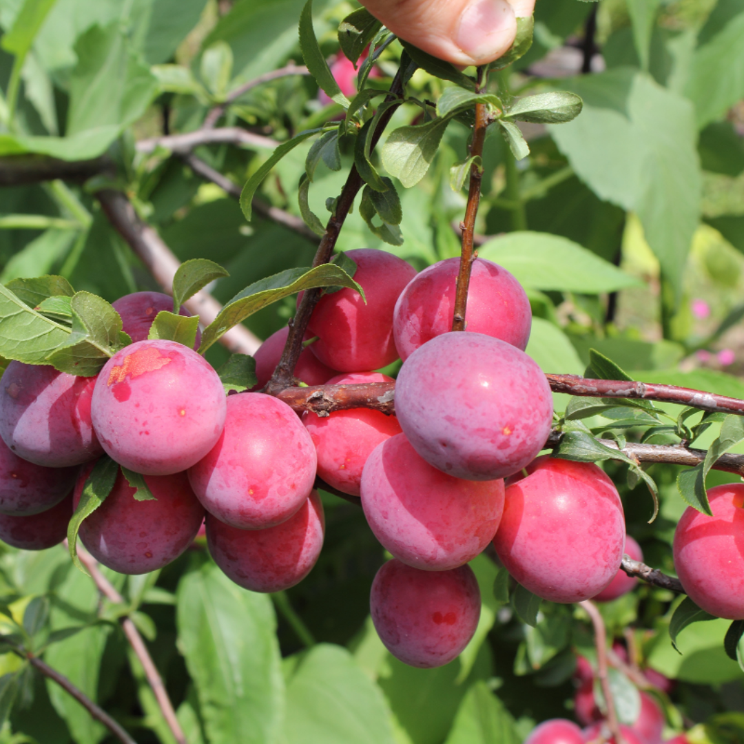 Ruby Sweet Plum Trees