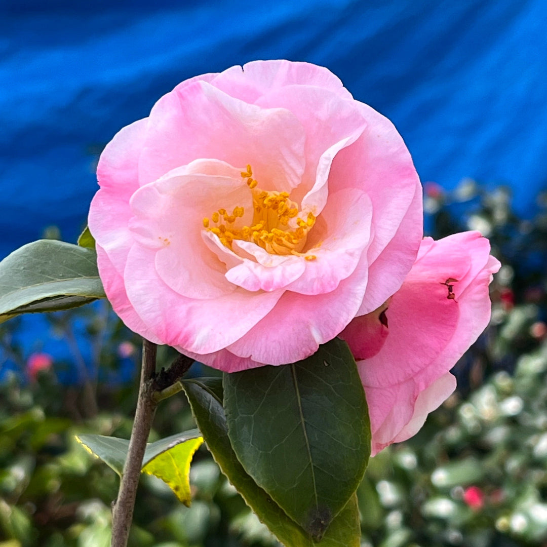 Camellia Dr Tinsley-Elegant Shell Pink Flowers Blooms