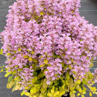 Ajuga Feathered Friends™ ‘Rosy Robin’ PPAF