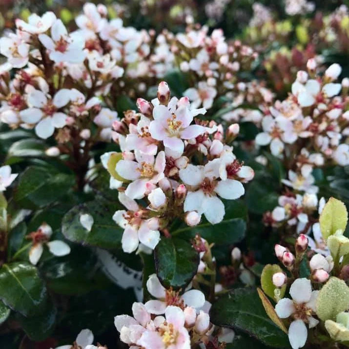 Snowcap Indian Hawthorn
