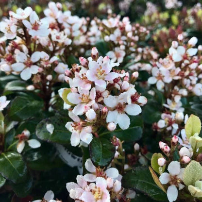Snowcap Indian Hawthorn