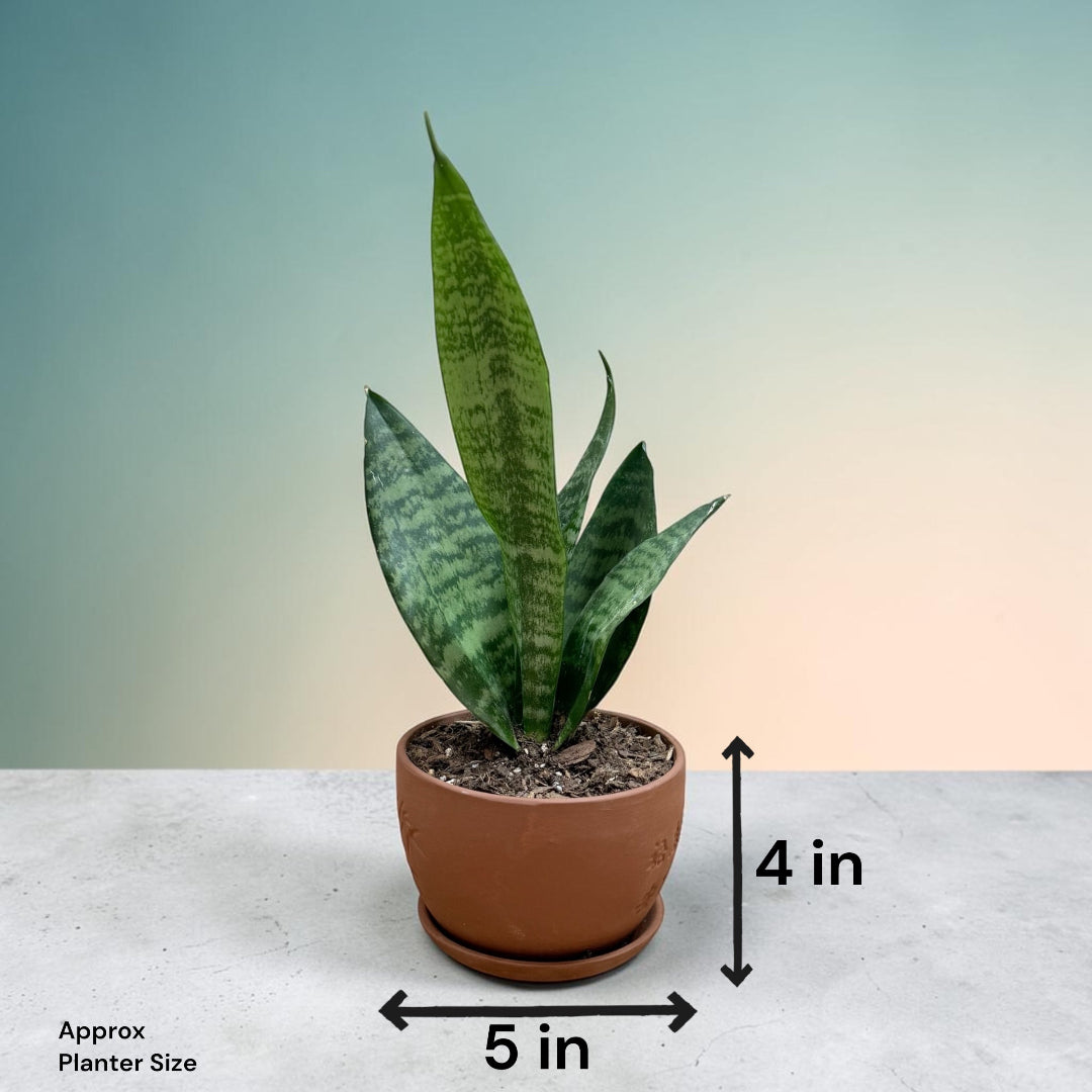Snake Plant (Sansevieria trifasciata)