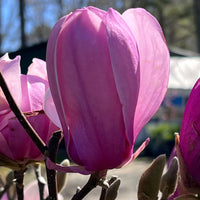 Jane Magnolia Tree from Pixies Gardens in Bloom