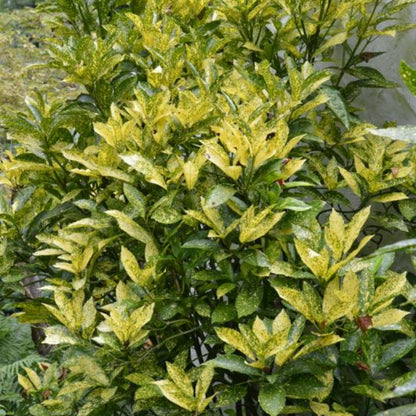 Aucuba Japonica Marmorata
