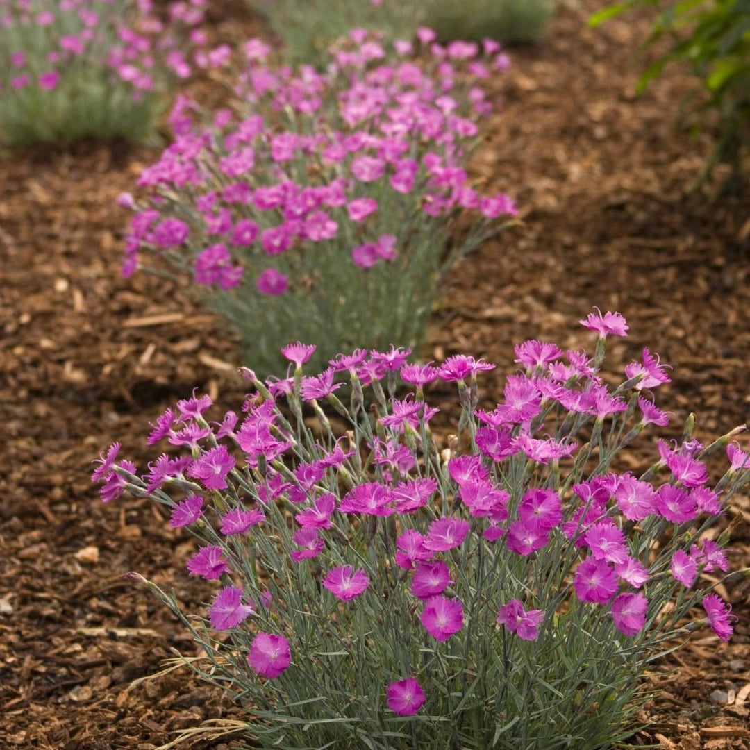 Firewitch Dianthus perennial pink flowers
