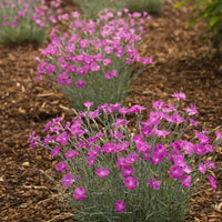 Firewitch Dianthus perennial pink flowers