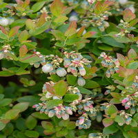 Southern Belle Blueberry Shrub with Mature Foliage - Outdoor View