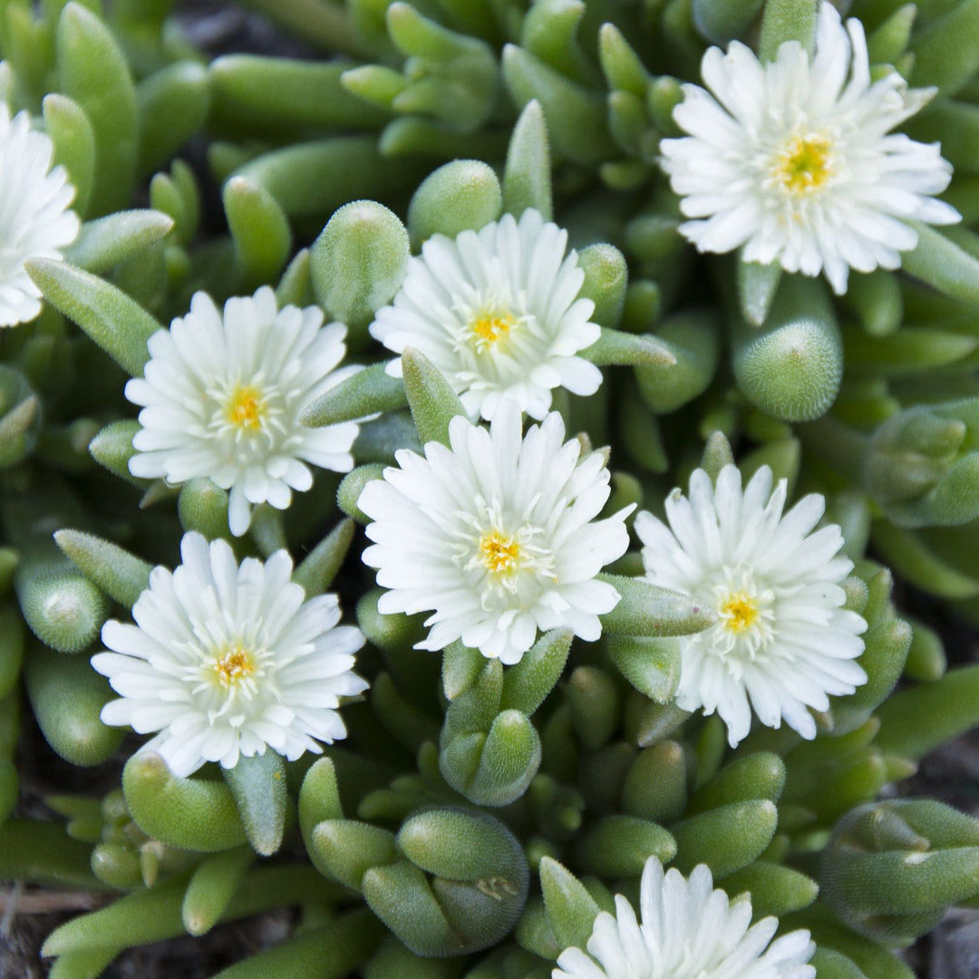Delosperma Jewel of Desert &