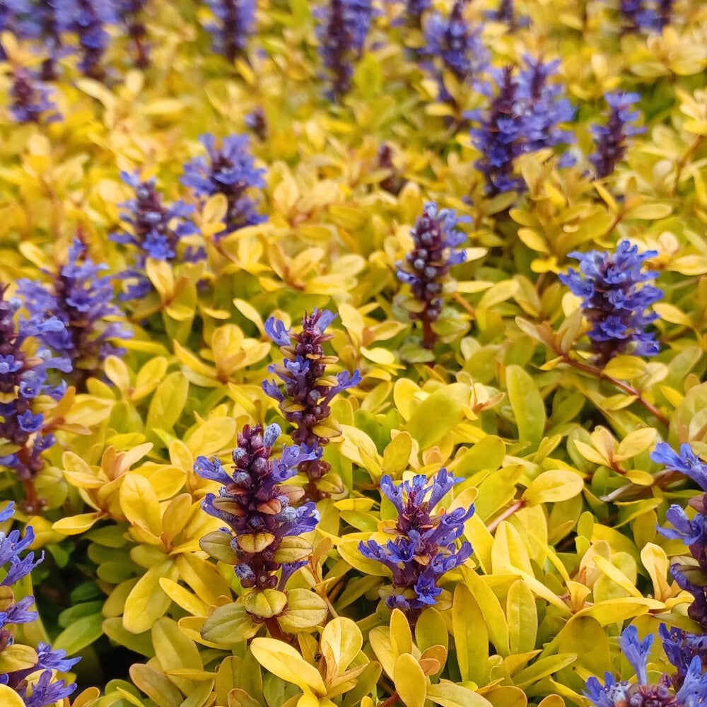 Ajuga Feathered Friends™ Cordial Canary - [EG]