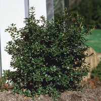 China Boy Ilex