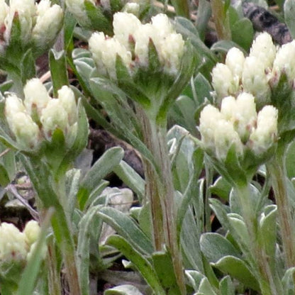 Antennaria carpatica &