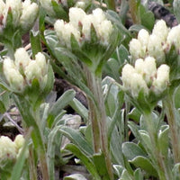 Antennaria carpatica 'White Pussytoes' - [EG]