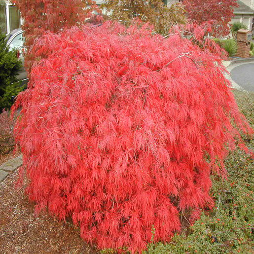 Acer palmatum Orangeola Japanese Maple tree with finely cut leaves