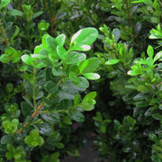 Baby Jade Boxwood