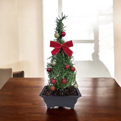 Athens Blue Rosemary