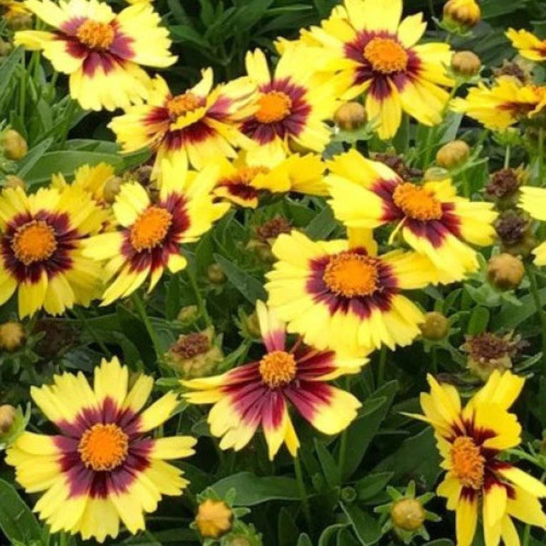 Coreopsis Hybrida &
