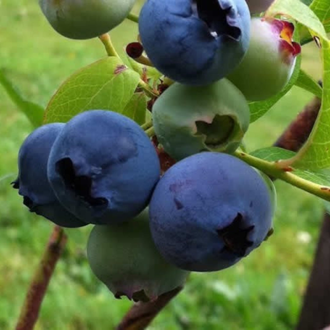 Climax Blueberry Bush