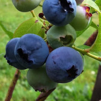 Fruit-bearing blueberry plant showing strong growth and well-developed structure