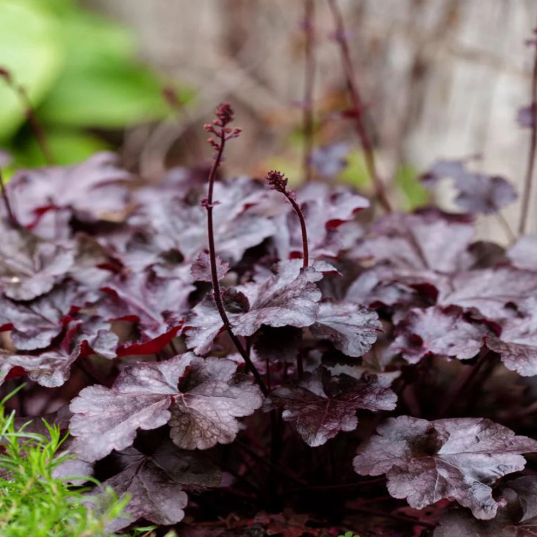 Heuchera &