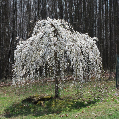 Weeping Yoshino Cherry Tree