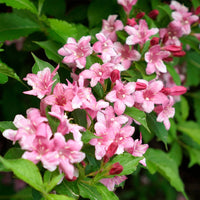 Pink Poppet' Weigela
