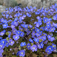 Veronica Georgia Blue Speedwell flowers