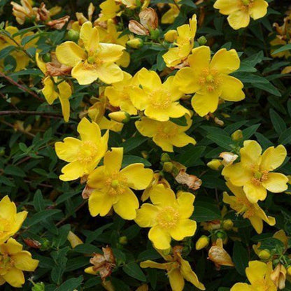 Hypericum &