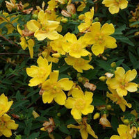 Hypericum 'Sunburst'