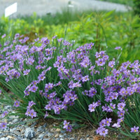 Sisyrinchium angustifolium 'Lucerne' Blue Eyed - [EG]