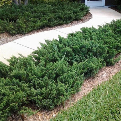 Parsoni Juniper, Evergreen, Low