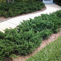 Parsoni Juniper, Evergreen, Low